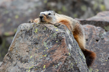 USA, Wyoming, Yellowstone National Park. Portrait of a yellow-bellied marmot resting on a rock.