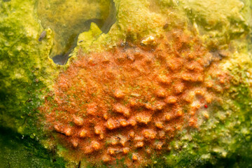 USA, Wyoming, Yellowstone National Park, Upper Geyser Basin. Orange remnants of brine fly eggs stand out on this rock.