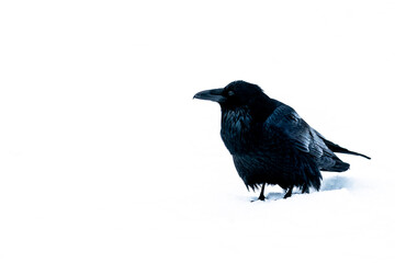 USA, Wyoming, Yellowstone National Park. Portrait of a common raven in the snow.