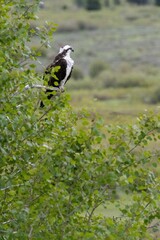 USA, Wyoming. Osprey is perched over river and surveys nest in Grand Teton National Park