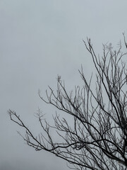 barren tree in a grey and rainy sky