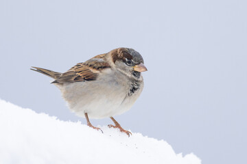 winter plumage male House Sparrow Passer domesticus perched on snow in Putgarten, Insel Rügen,...