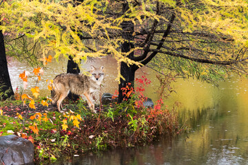Coyote (Canis latrans) Looks Out From Island Autumn