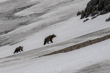 Naklejka premium USA, Wyoming. Sow Grizzly Bear and Cub climb snowfield, Absaroka Mountains