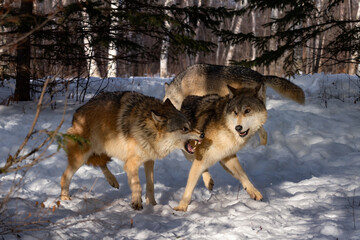 Grey Wolves (Canis lupus) Snap and Lunge in Trees Winter