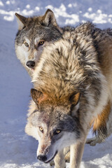 Grey Wolf (Canis lupus) Looks Over Shoulder of Packmate