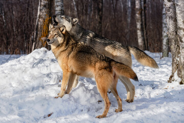 Grey Wolf (Canis lupus) Puts Head on Top of Packmates While Howling Winter