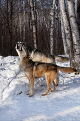 Grey Wolf (Canis lupus) Lift Heads Howling Together Winter