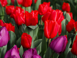 Fototapeta premium Tulips in early spring, Madrid 