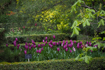 Tulips in early spring, Madrid 