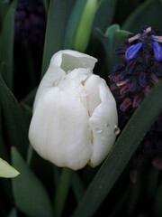 Fototapeta premium Tulips in early spring, Madrid 