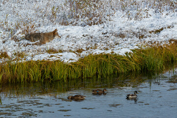 USA, Wyoming. Coyote searches for waterfowl prey along Snake River, Grand Teton National Park