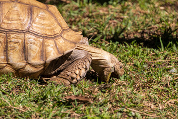 Obraz premium Large tortoise grazing on lush green grass in a serene outdoor environment during a sunny day