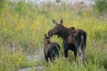Grand Teton National Park, Wyoming, USA. Mother moose and calf by the Snake River