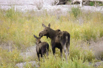 Grand Teton National Park, Wyoming, USA. Mother moose and calf by the Snake River