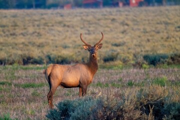 Grand Teton National Park, Wyoming, USA. Young bull elk