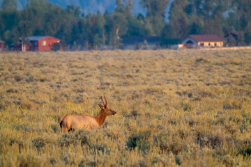 Grand Teton National Park, Wyoming, USA. Young bull elk