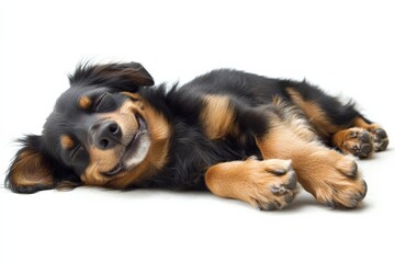 Fototapeta premium Happy small dog lying contentedly on a soft surface with a relaxed expression and paws stretched out