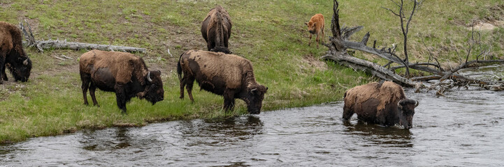 USA, Wyoming. Bison, Yellowstone National Park.