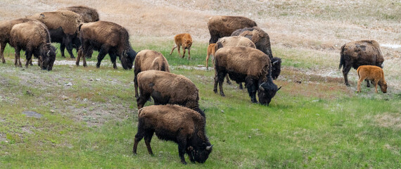 USA, Wyoming. Bison, Yellowstone National Park.
