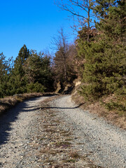 Obraz premium dirt road with a bend leading into the forest