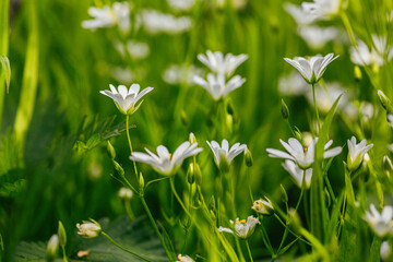 St. John's Wort in Bloom - A Natural Healer