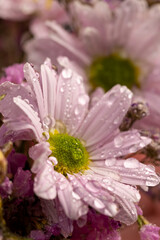 bouquet of purple fragrant wet daisies