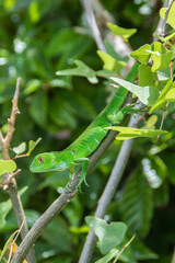 Young Baby Iguana Lizard