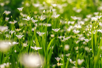 Wild Chamomile Flowers in Their Natural Habitat