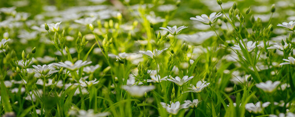 Yarrow Flowers Swaying in the Wind