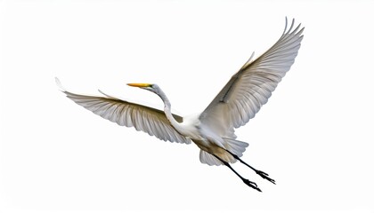 Obraz premium Majestic Great Egret Soaring Gracefully against a Pure White Backdrop, Showcasing Stunning Avian Beauty and Elegance in Motion