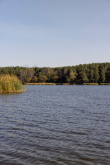 a large number of seagulls on the river in the summer of the year