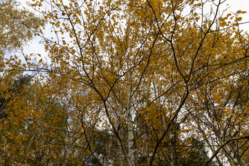 the orange foliage of birch trees in cloudy weather