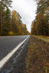a road through an autumn forest in which leaves are falling