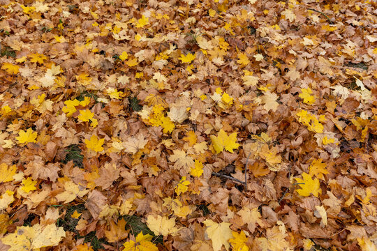 maple leaves that have fallen to the ground are yellow in cloudy weather