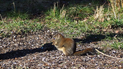PARK IN WINTER WITH BIRDS AND SQUIRRELS