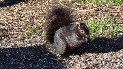 PARK IN WINTER WITH BIRDS AND SQUIRRELS