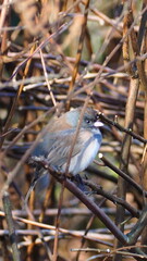 PARK IN WINTER WITH BIRDS AND SQUIRRELS