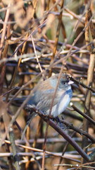 PARK IN WINTER WITH BIRDS AND SQUIRRELS