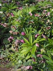Hellebores in early spring, Madrid 