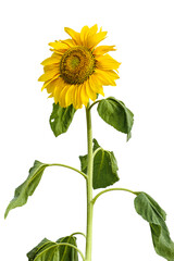 Obraz premium Sunflower isolated on white background