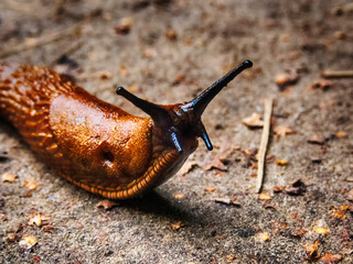 Slug horns macro