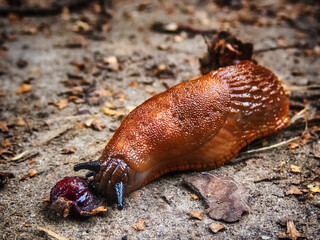 Slug rolls a cherry pit close-up