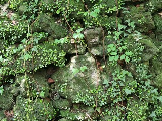 green moss on the stone