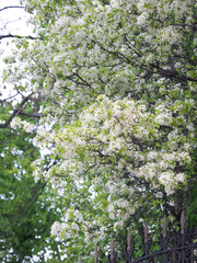 Fototapeta premium Pear tree blooming in Madrid 