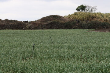 wheat field in the summer