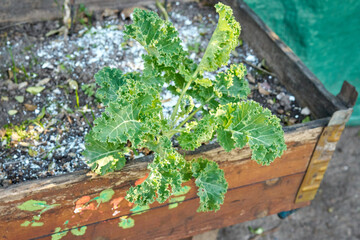 vibrant young kale plant flourishing