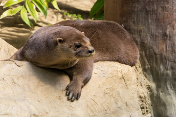 Otter resting on a rock in a natural setting with greenery and sunlight