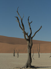 dead tree in the desert