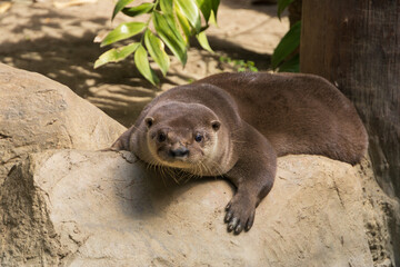 Otter relaxing on a stone in a natural habitat during daylight showcasing its playful demeanor
